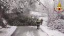 Maltempo nelle Marche, "strage" di alberi sotto il peso della neve