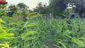 Nel Nuorese una delle piu' grandi piantagioni di marijuana in Italia