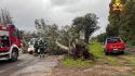 Allerta maltempo in Sardegna, albero su un'auto e due persone ferite