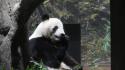 Fine di un'era in Giappone, la Cina si riprende gli ultimi due panda