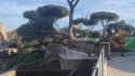 Roma, crolla un altro albero ai Fori Imperiali: tre feriti lievi