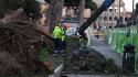 Crollo pini ai Fori Imperiali, agronomi 'scongiurare possibilit&agrave; abbattimenti'