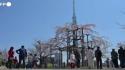 Lo spettacolo dei ciliegi in fiore a Tokyo incanta residenti e turisti