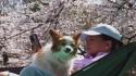Giappone, una domenica di sole fra i ciliegi in fiore di Tokyo