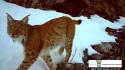 Torna a farsi vedere la lince in val d'Ossola, il felino ripreso in un video