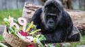 Compleanno da record allo zoo di Berlino, la gorilla Fatou compie 69 anni