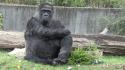 La&nbsp;gorilla&nbsp;piu' vecchia del mondo compie 69 anni
