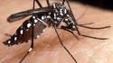 Lotta alla zanzara tigre: le misure del Comune e le indicazioni per i cittadini