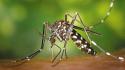 Dengue: un caso sospetto a Collecchio; rientrata l'allarme a Polesine Zibello