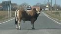 Toro scappa dal macello: è caccia in Brianza, ricerche anche nella Valle della Nava (Lecco)