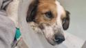 Varsi, cagnolini avvelenati con il topicida