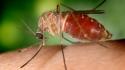 West Nile, il calvario di chi ci è passato