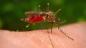 West Nile, l'anziano medesanese resta ricoverato