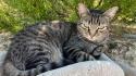 Il gatto Paolino è tornato a casa a Cafragna, dopo 10 mesi, un incidente e tanti chilometri: «Grazie al microchip»