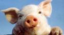Maiale premio alla lotteria del paese, insorgono animalisti