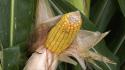 Con Preceon–Smart Corn System il futuro del mais si sviluppa in Italia