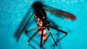 Da inizio anno in Italia 647 casi di infezione da West Nile, 47 decessi