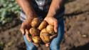 World Food Day, "Potatoes Forever!" celebra la sostenibilità