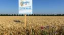 Con "Buongrano" Mulino Bianco porta l'agricoltura rigenerativa a tavola