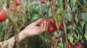 Agroalimentare, cresce il mercato del bio