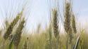 Sostenibilità, Mulino Bianco accelera sull'agricoltura rigenerativa