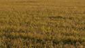 Agricoltura, Assofertilizzanti "Da stop urea rischio perdite fino a 45%"