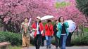 Cina, con i ciliegi in fiore turismo di primavera in crescita