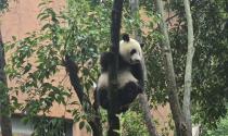 La magia dei panda, due ore di fila per vederne uno