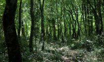 Ritrovato l'uomo perso nei boschi