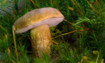 Funghi, la stagione parte bene &laquo;Ma non fidatevi di social e app&raquo;
