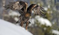 Aquila reale: nel Parmense ci sono 4 coppie e sono in ottima salute - Foto