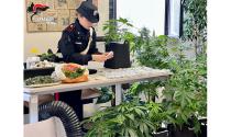 Fornovo di Taro: affidato in prova ai servizi sociali allestisce due serre in garage per coltivare marijuana. Smantellato il laboratorio e sequestrati mezzo chilo di marijuana, 12 piantine e un panett