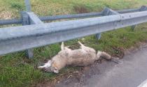Investito un lupo lungo la tangenziale di Busseto