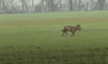 Un Lupo in giro per le campagne di Roncopascolo - Video