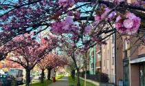 Un corridoio di petali in via Picasso: i ciliegi trasformano il quartiere in un "giardino giapponese" - Foto