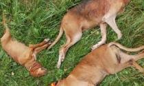 Sei cani uccisi dai lupi in pochi giorni