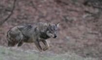 Continuano le predazioni: i lupi fanno nuove vittime