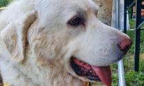 Addio a Toby, il cane mascotte