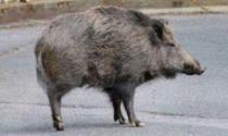 Cinghiale &laquo;fantasma&raquo; in strada Argini: &laquo;C'&egrave; un animale morto&raquo;. Ma la carcassa scompare in poche ore