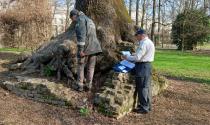 Alberi monumentali &laquo;sorvegliati speciali&raquo;