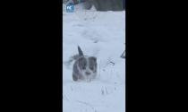 Cina, cucciolo di cane da pastore sfida la neve per radunare le pecore - Video