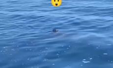 Avvistato uno squalo a largo di Polignano - Video