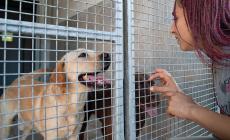 
Il Comune non trova veterinari per il canile/gattile
