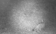 Il gatto selvatico esiste: primo avvistamento nel Trentino orientale