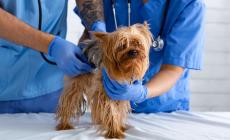 Visita veterinaria «sospesa» per  animali di famiglie  in difficoltà economiche