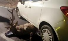 Cervo attraversa la Massese, viene investito e muore incastrato sotto l'auto - Video