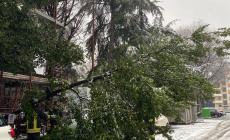 Via Fosse Ardeatine, albero si accascia su una cancellata