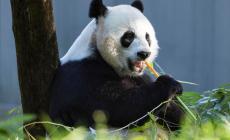 Trovato un  fossile di un panda gigante di 100.000 anni
