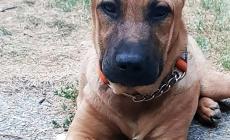 Domani un set fotografico per aiutare il piccolo Joy a tornare a camminare 