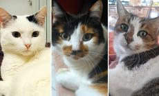 Tre gatti da adottare